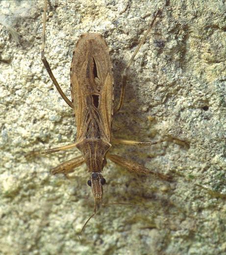 Reduviidae: Oncocephalus della Francia meridionale